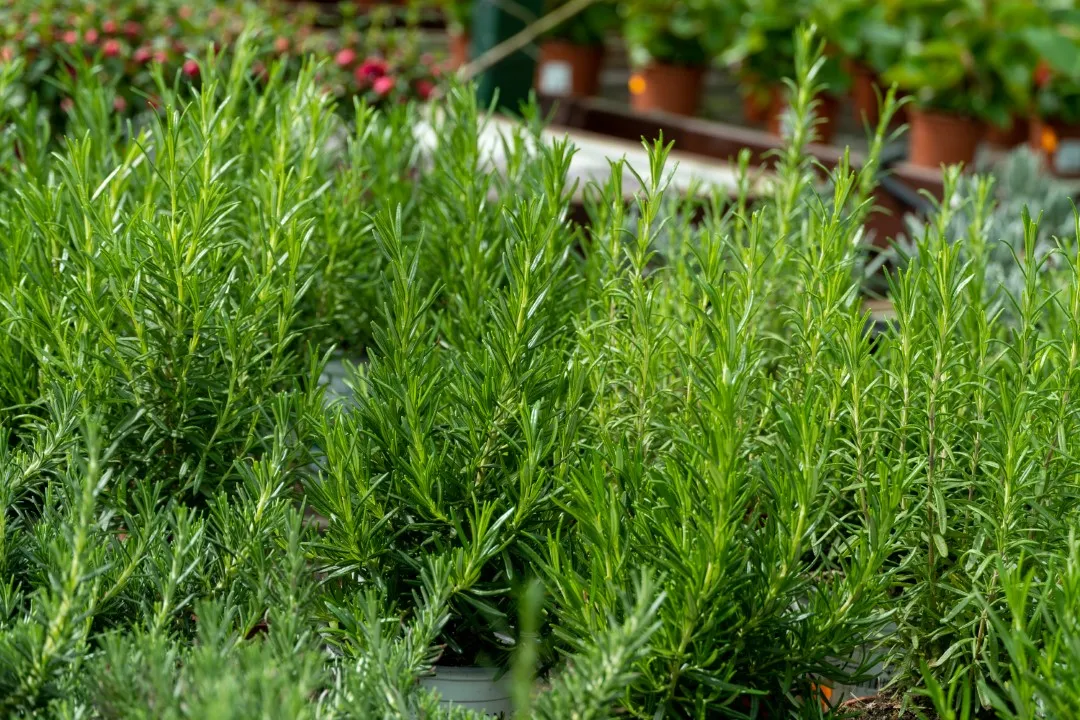 Aromáticas y medicinales