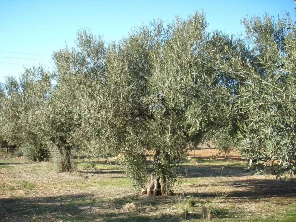 [PLANTACIÓN DE EJEMPLARES]