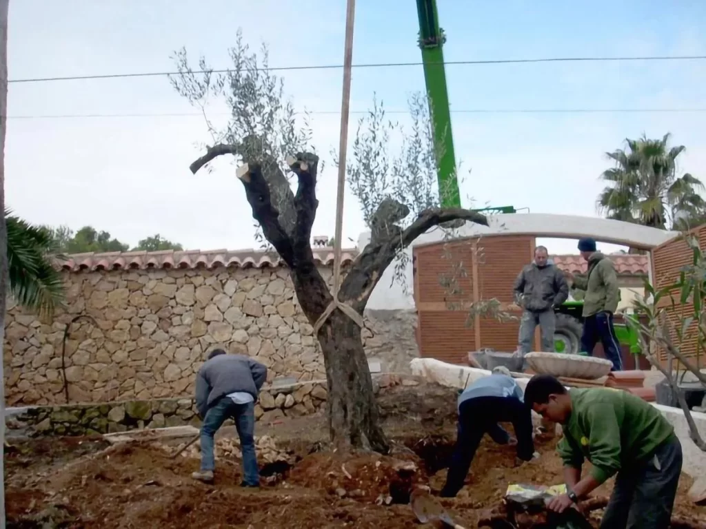 [PLANTACIÓN DE EJEMPLARES]