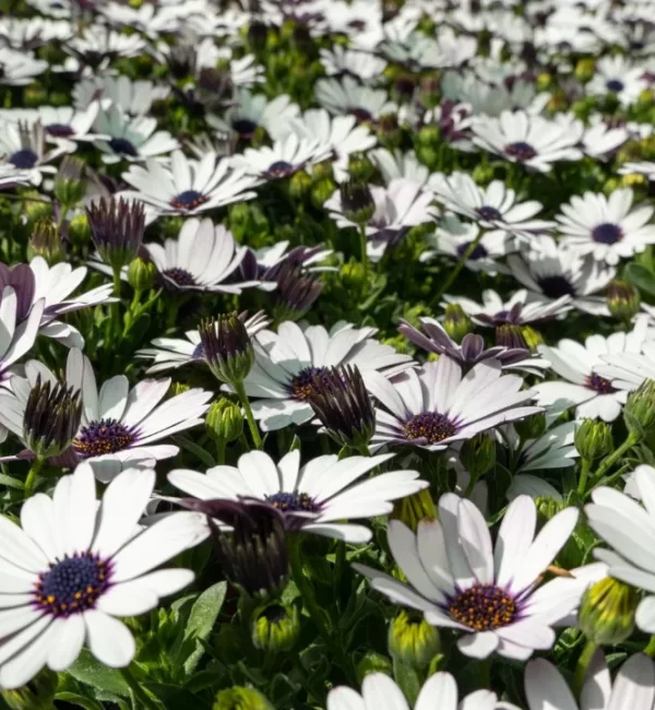 [PLANTA VIVAZ Y DE TEMPORADA]