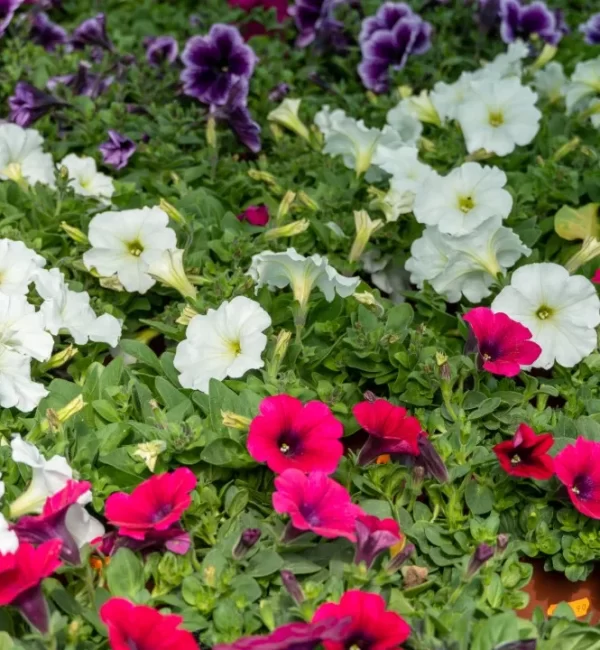 [PLANTA VIVAZ Y DE TEMPORADA]