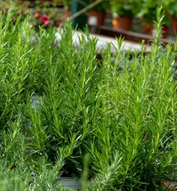 [Aromáticas y medicinales]