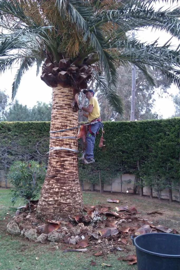 [PODA DE PALMERAS]